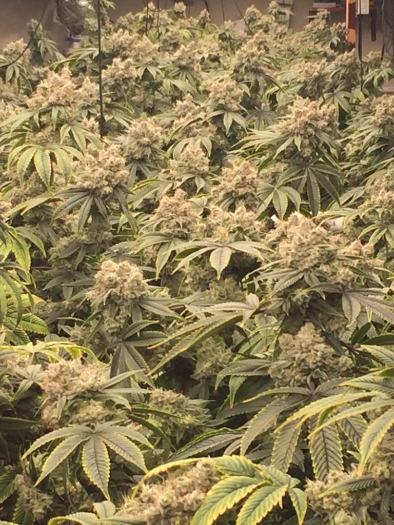 custom marijuana rockwool nutrient formula