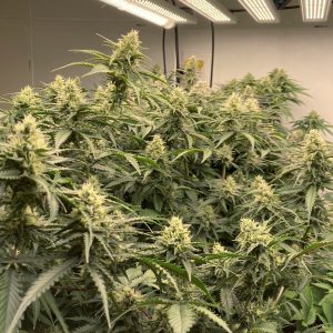 New Jersey cultivation License