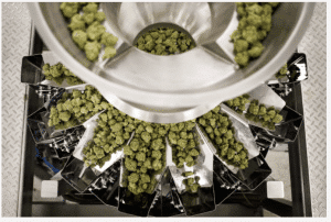 minnesota cultivation facility design