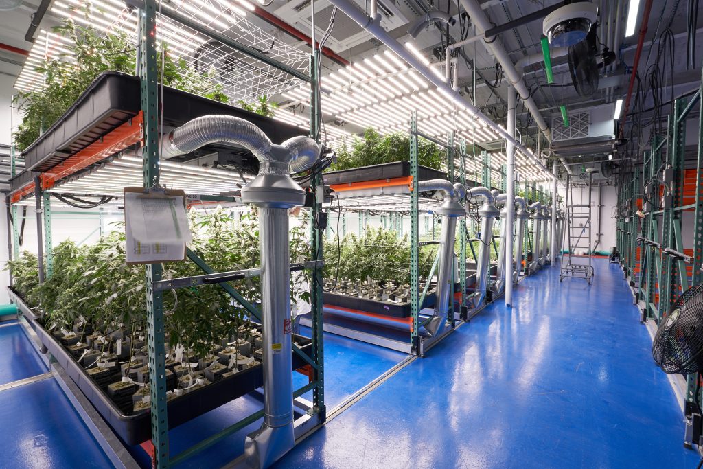 Marijuana Vertical Grow Site