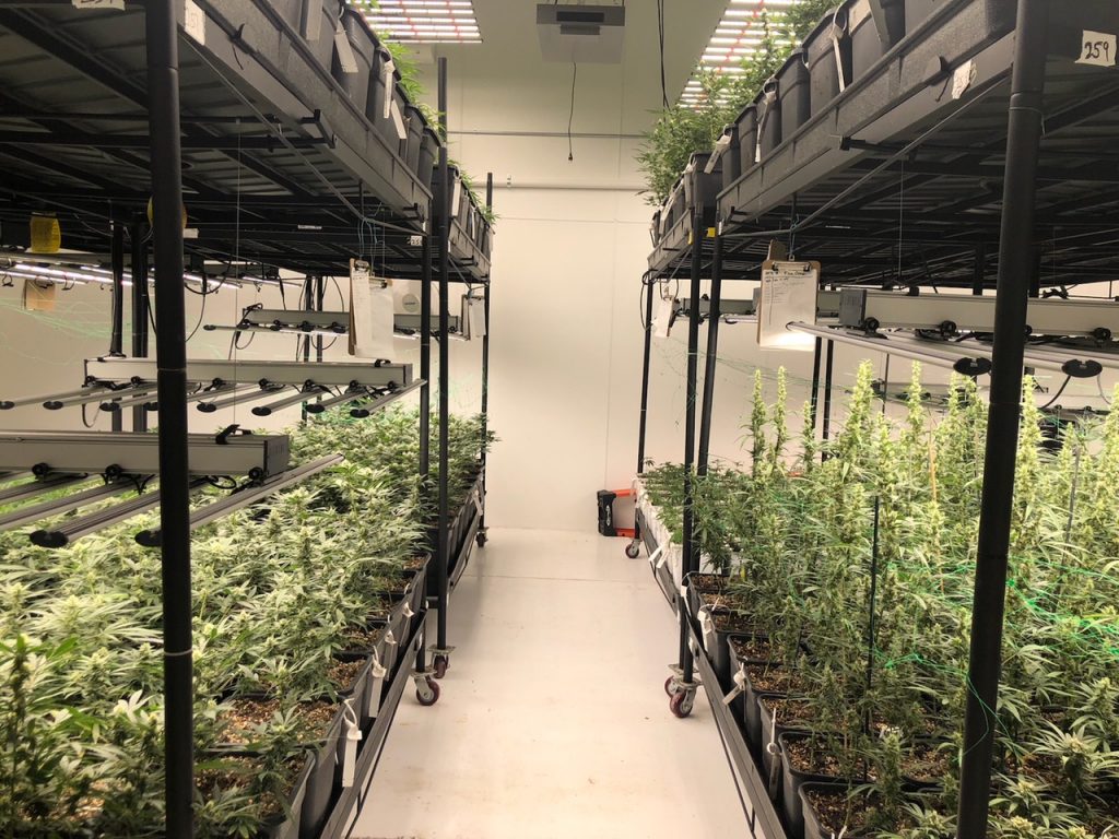 Marijuana Vertical Grow Setup